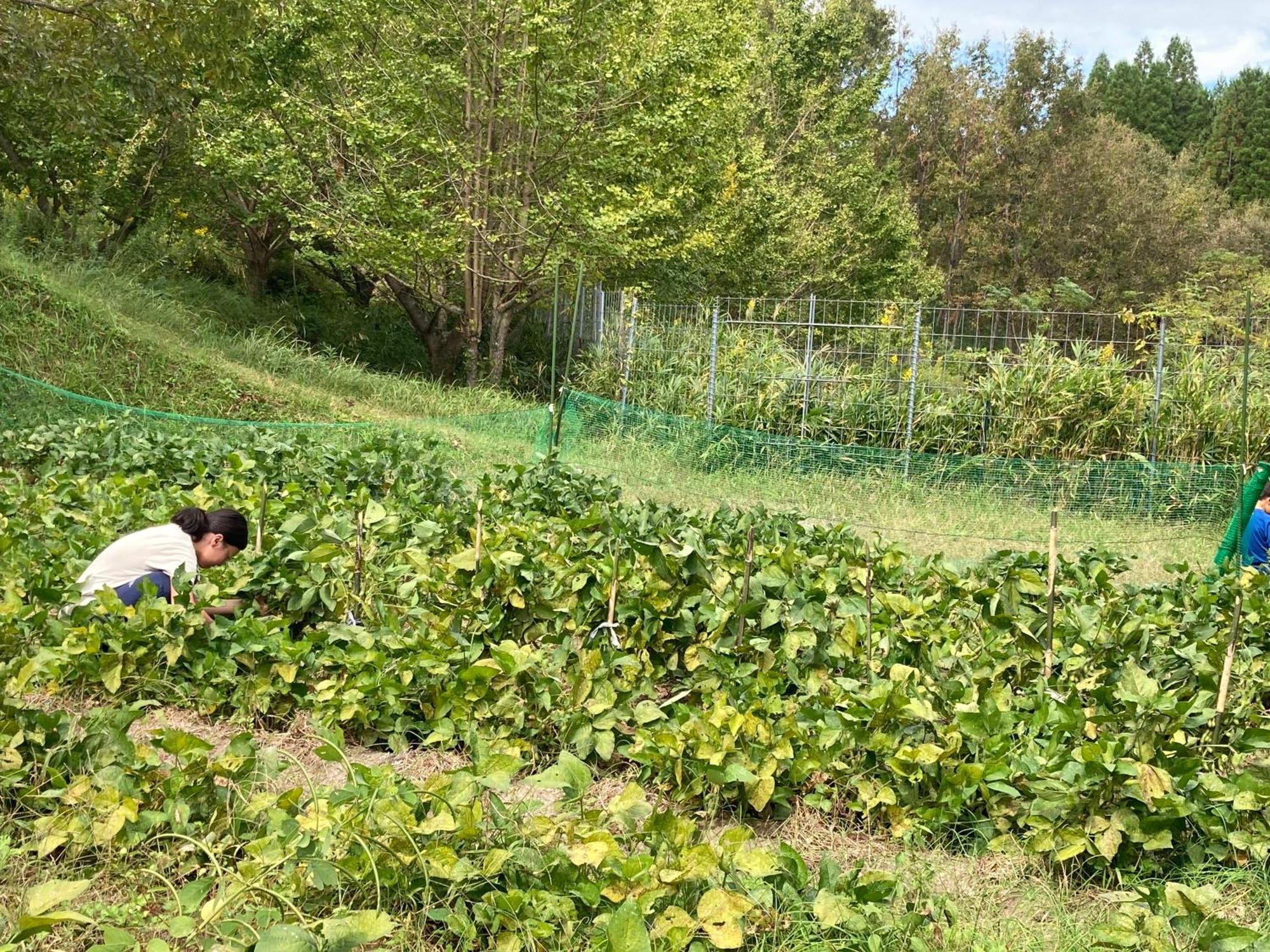 شقة 体験型農家民泊「お陽さまと風」 Bungoono المظهر الخارجي الصورة